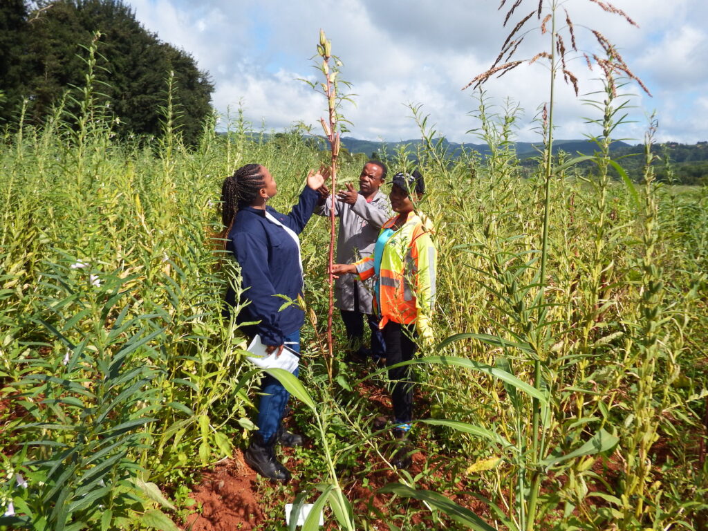 The Climate Clock Is Ticking: Why Sub-Saharan Africa Must Rethink Food Resilience