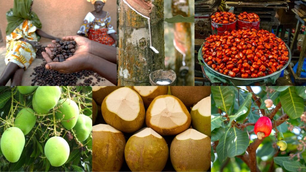 Gov’t Pledges $500 Million Investment in Oil Palm Under Tree Crops Programme