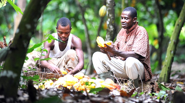 Farmers Swallow COCOBOD’s Price Cut-Report