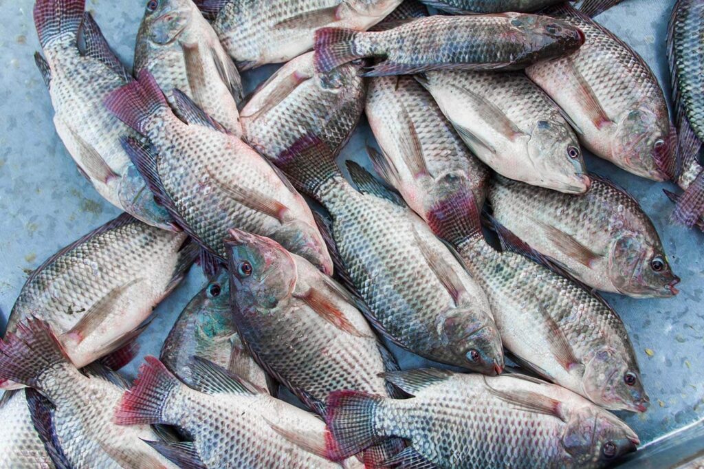 Small Cages, Big Catches: How Malawi Fish Farmers are Thriving