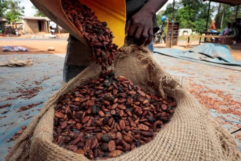 Young Cocoa Farmers Association Pokes Govt Nose Ahead of 2026/27 Cocoa Season